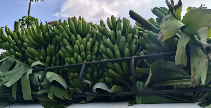 A place where bananas grow.